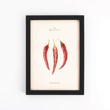  Pasar Botanica- Chilli Archival Print