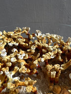 Weight of Nothingness - Mycelium Coffee Table