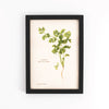 Pasar Botanica- Coriander Archival Print