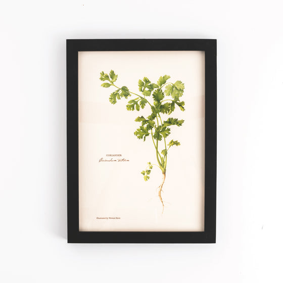 Pasar Botanica- Coriander Archival Print