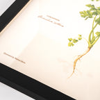 Pasar Botanica- Coriander Archival Print