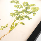 Pasar Botanica- Coriander Archival Print