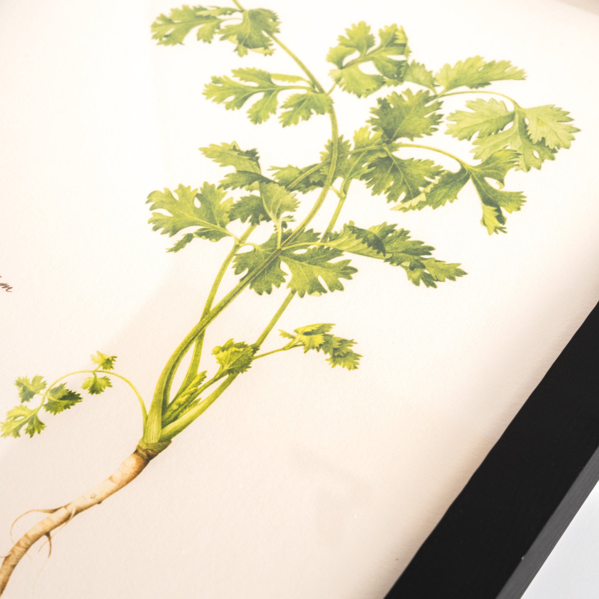 Pasar Botanica- Coriander Archival Print