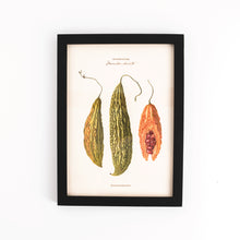  Pasar Botanica- Bittergourd Archival Print