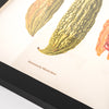 Pasar Botanica- Bittergourd Archival Print