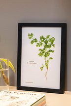 Pasar Botanica- Coriander Archival Print